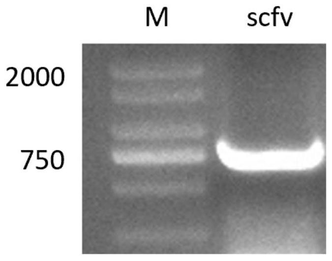 Bovine-derived anti-staphylococcus aureus single-chain antibody and preparation and application thereof