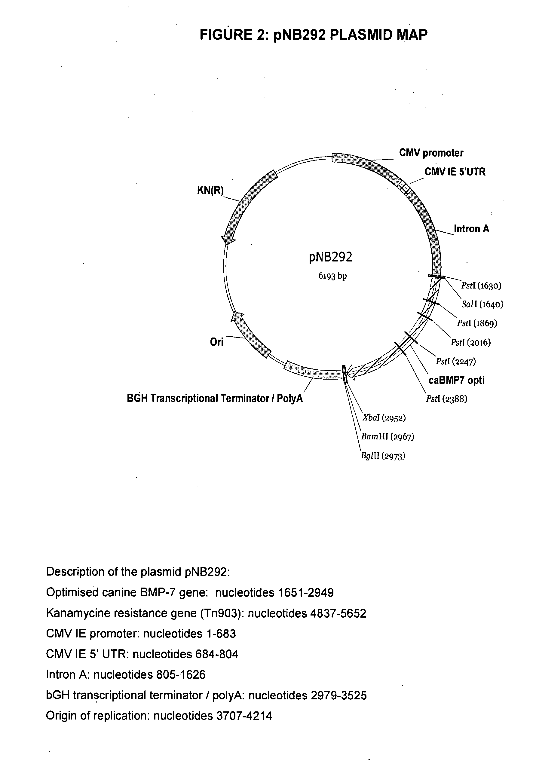 Intra-vascular kidney gene therapy with plasmid encoding BMP-7