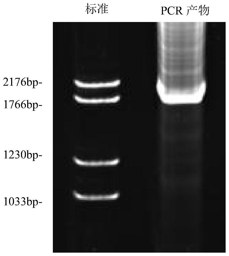 Application of LamG3/4/5 of laminin alpha2 functional region in preparation of medicine for preventing contraceptive induced testis injury