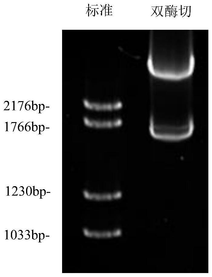 Application of LamG3/4/5 of laminin alpha2 functional region in preparation of medicine for preventing contraceptive induced testis injury