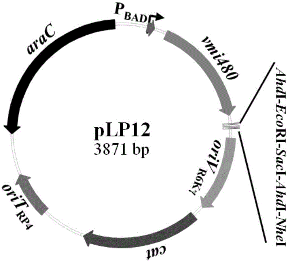 Universal gene-knockout suicide vector for vibrios and application thereof