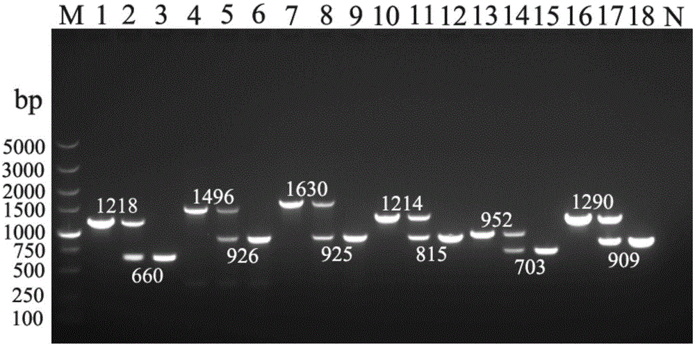 Universal gene-knockout suicide vector for vibrios and application thereof