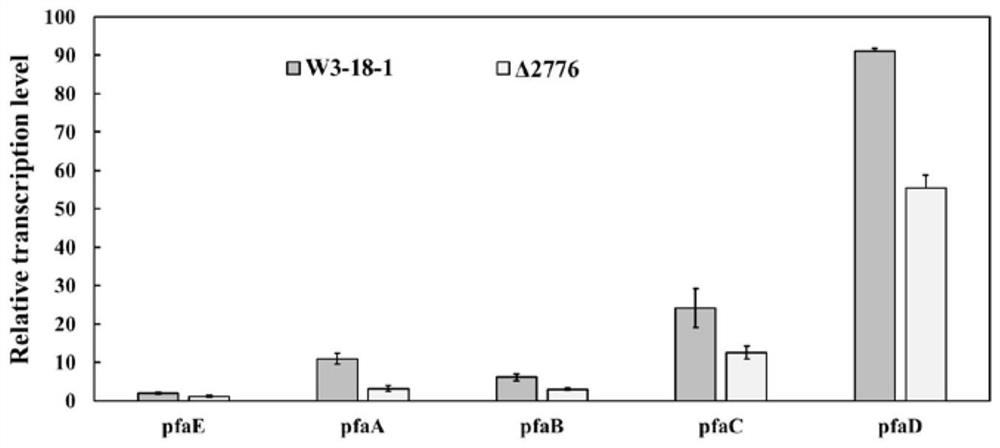 Transcriptional regulatory factor PfaR for promoting synthesis of shewanella EPA and application of transcriptional regulatory factor PfaR