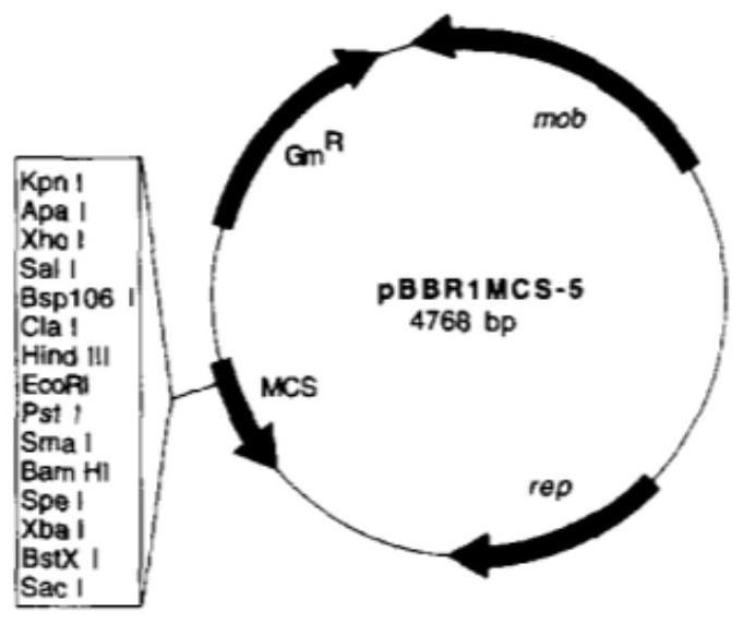 Transcriptional regulatory factor PfaR for promoting synthesis of shewanella EPA and application of transcriptional regulatory factor PfaR