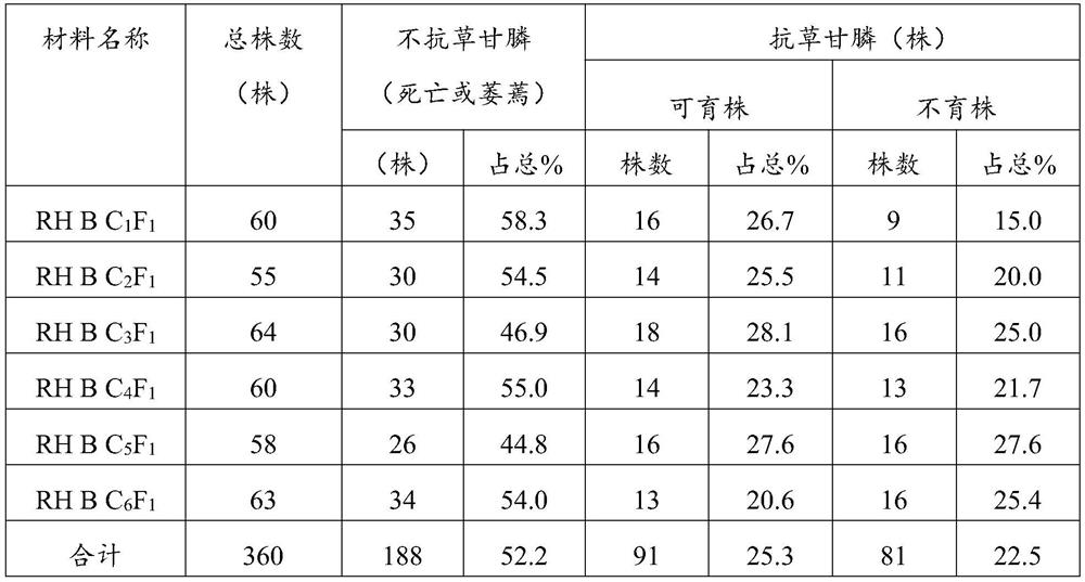 Breeding method of glyphosate-resistant cotton genic male sterility dual line