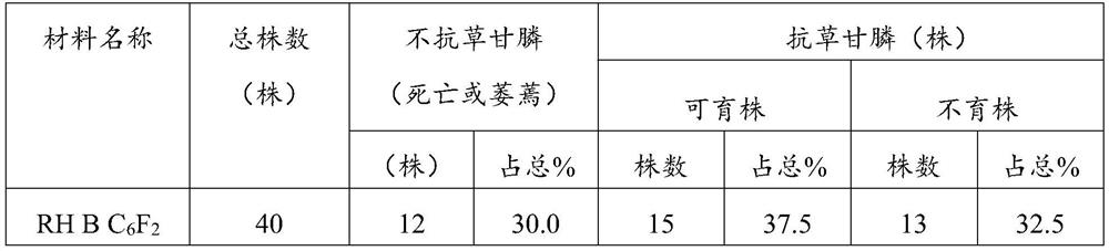 Breeding method of glyphosate-resistant cotton genic male sterility dual line