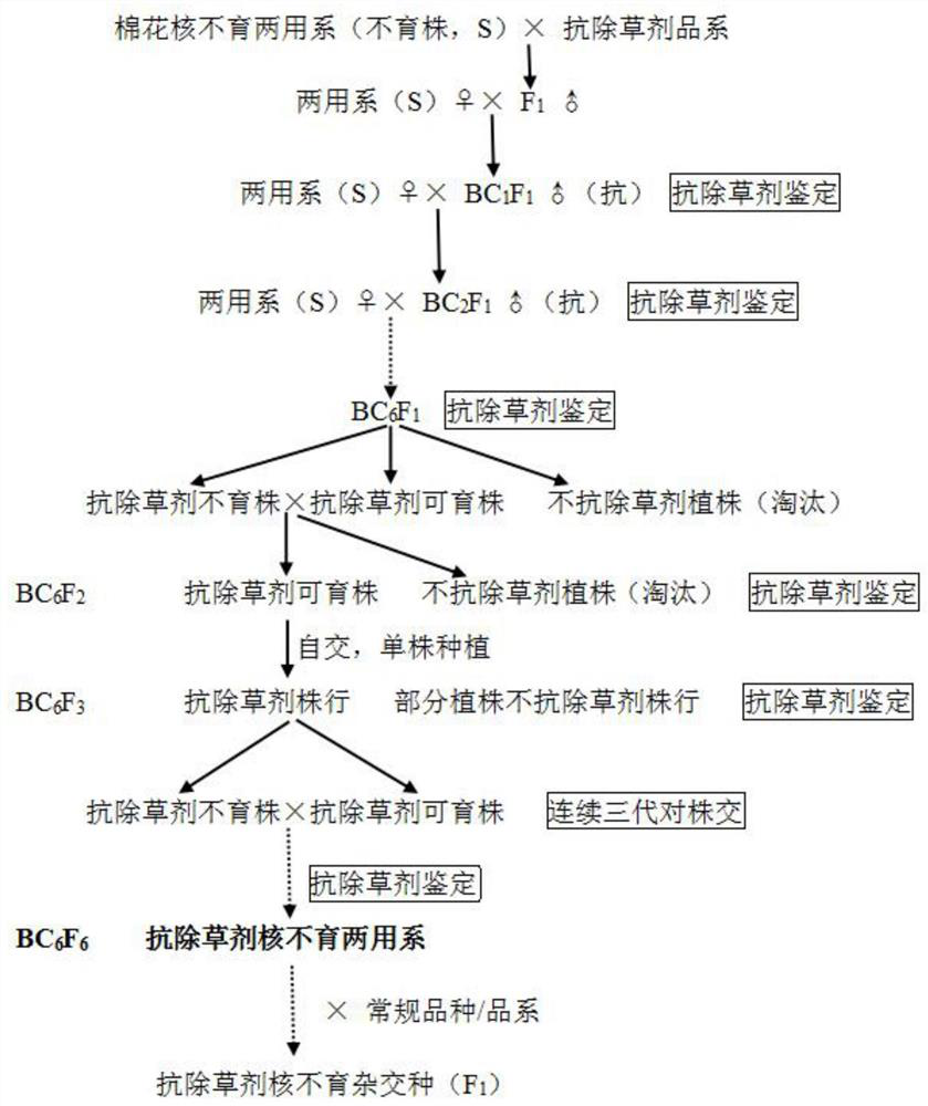 Breeding method of glyphosate-resistant cotton genic male sterility dual line