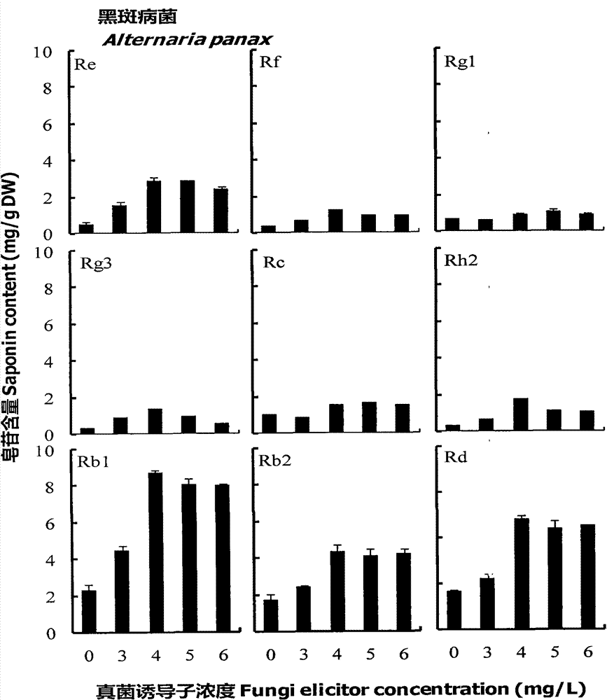 A method for increasing the saponin content in the adventitious roots of American ginseng cultured in a reactor by using ginseng pathogenic elicitors