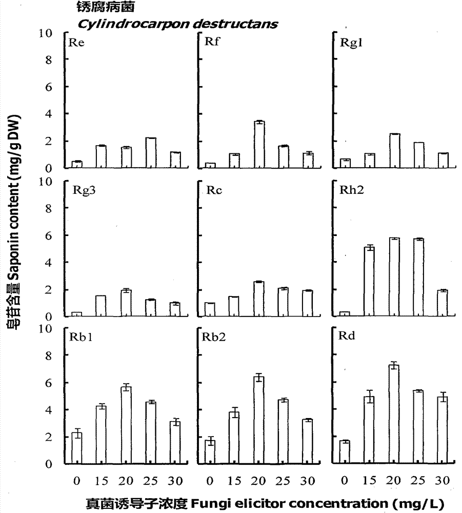 A method for increasing the saponin content in the adventitious roots of American ginseng cultured in a reactor by using ginseng pathogenic elicitors