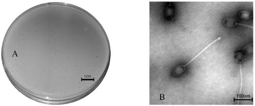 Staphylococcus aureus bacteriophage and application