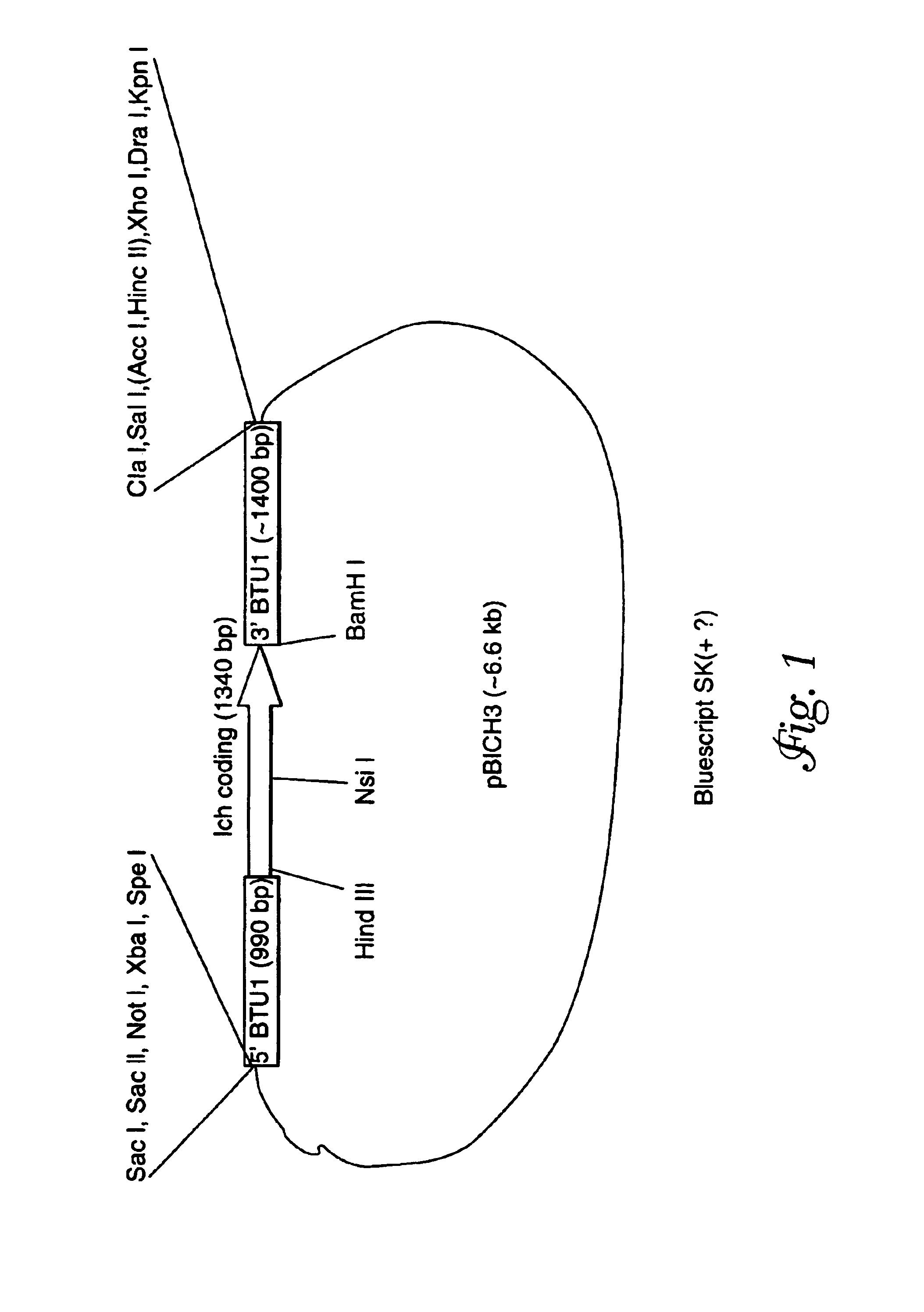 Recombinant expression of heterologous nucleic acids in protozoa