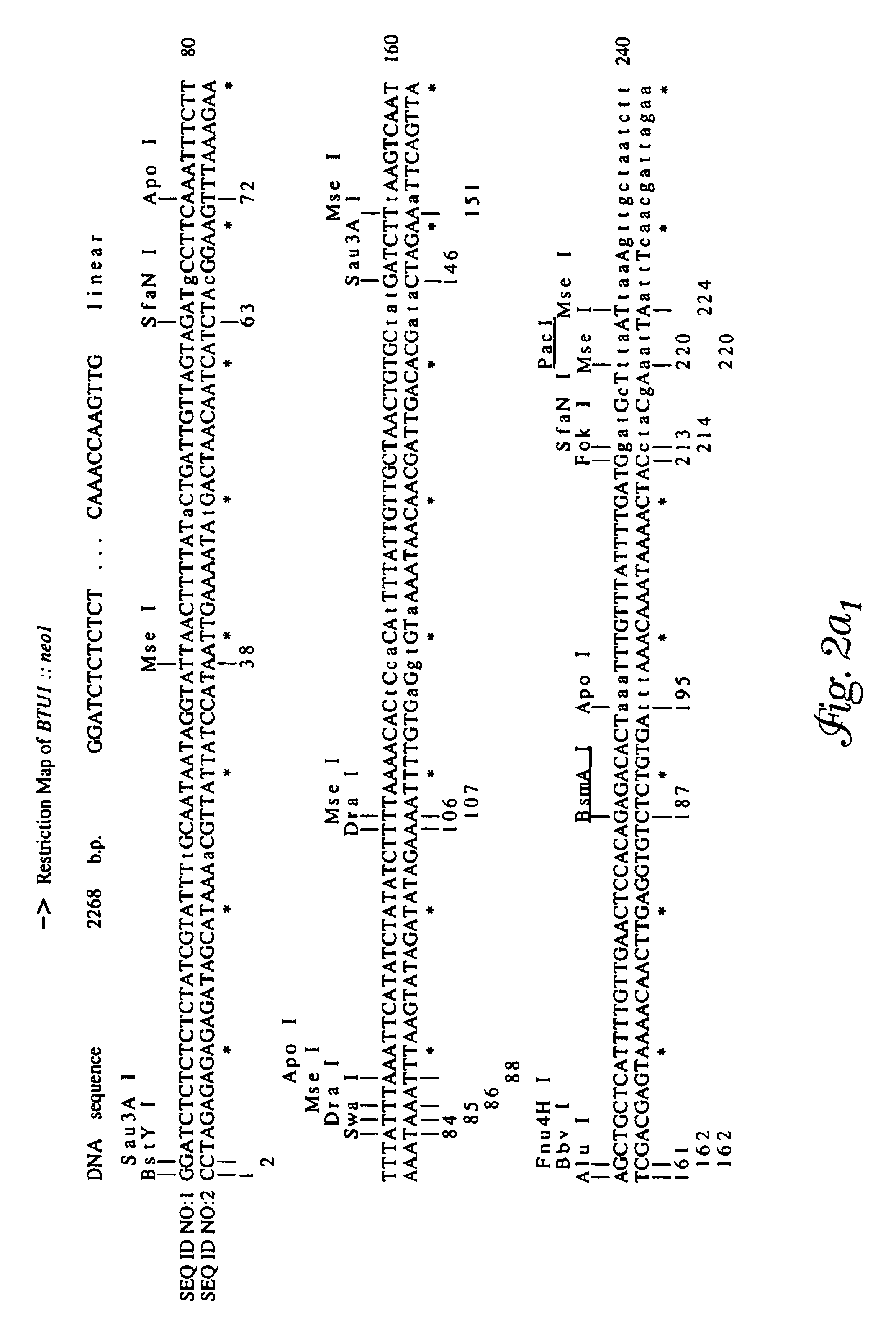 Recombinant expression of heterologous nucleic acids in protozoa