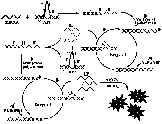 Biological probe and detection method for detecting miRNA and application