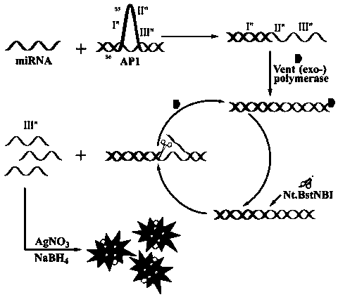 Biological probe and detection method for detecting miRNA and application