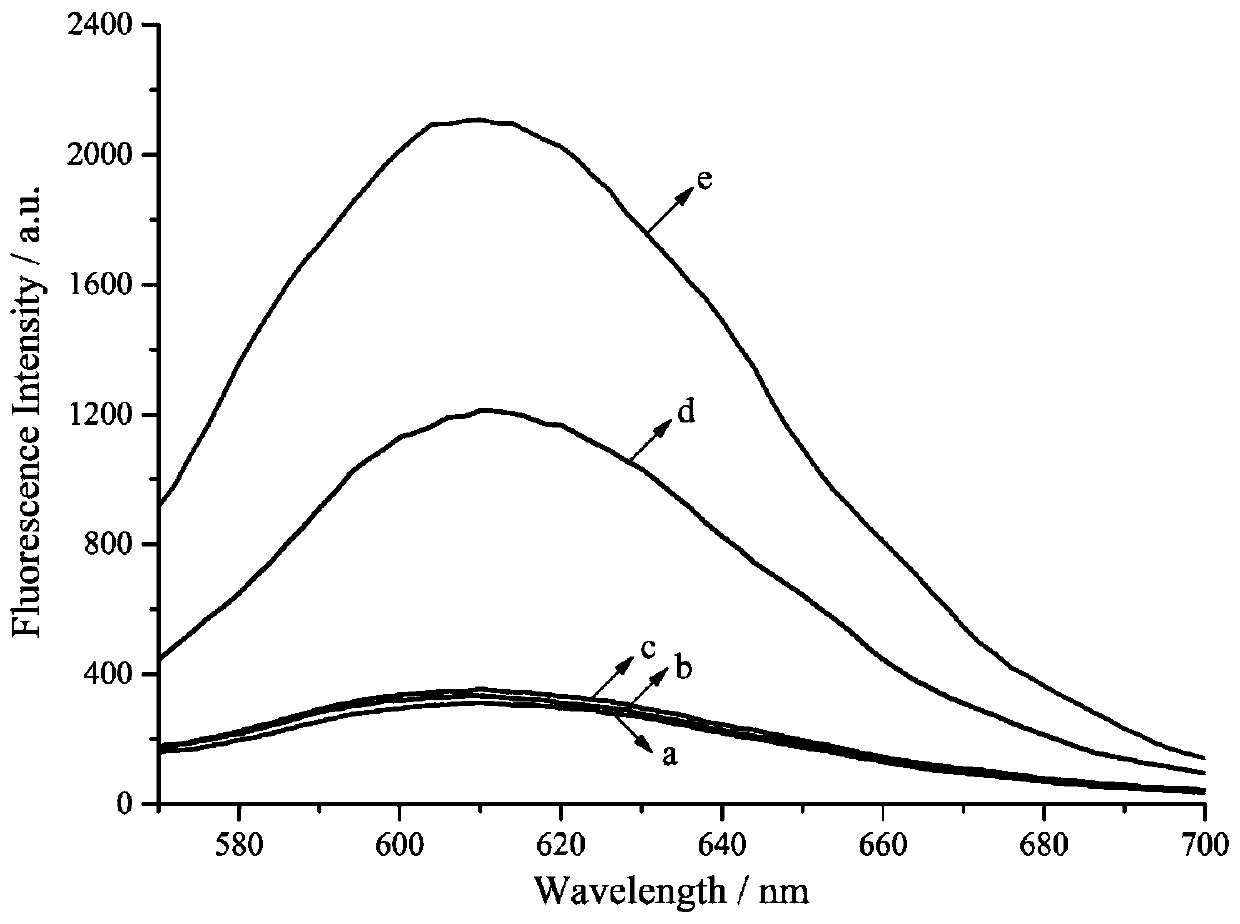 Biological probe and detection method for detecting miRNA and application