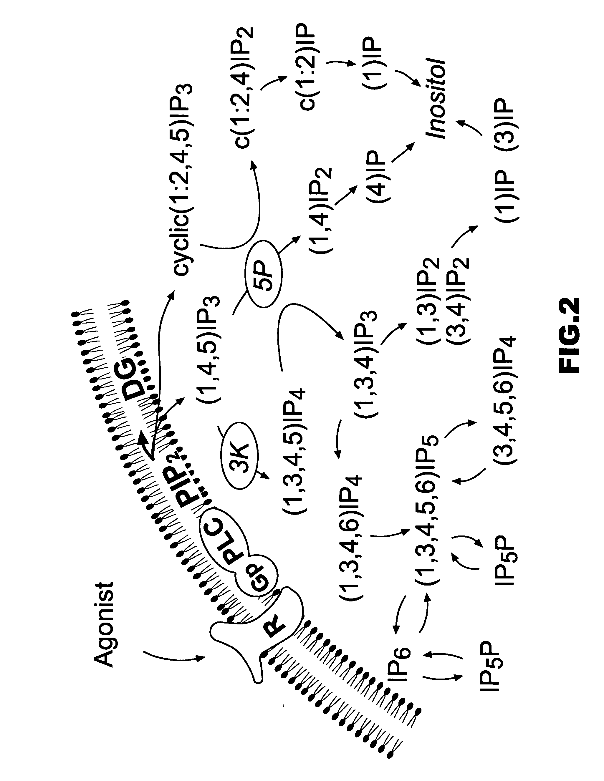 Cyclitols and Their Derivatives and Their Therapeutic Applications