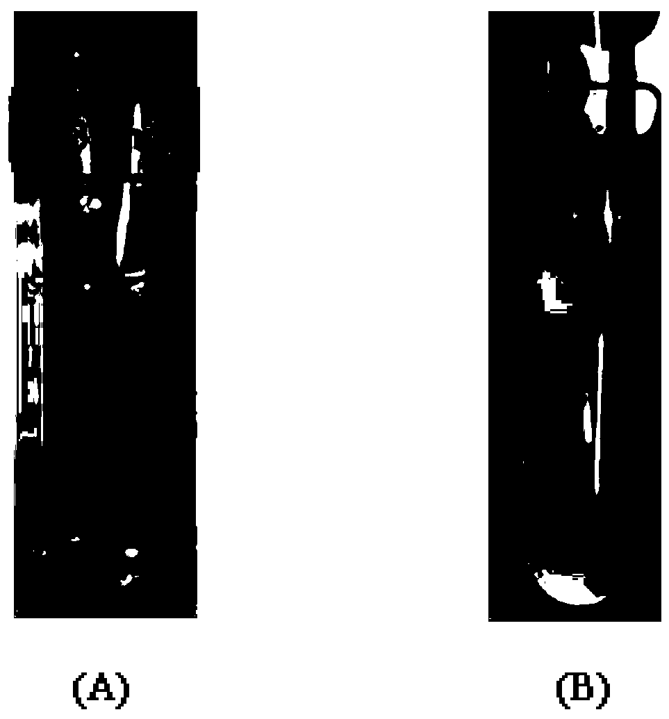 Method for reducing prometryn in marine bivalves