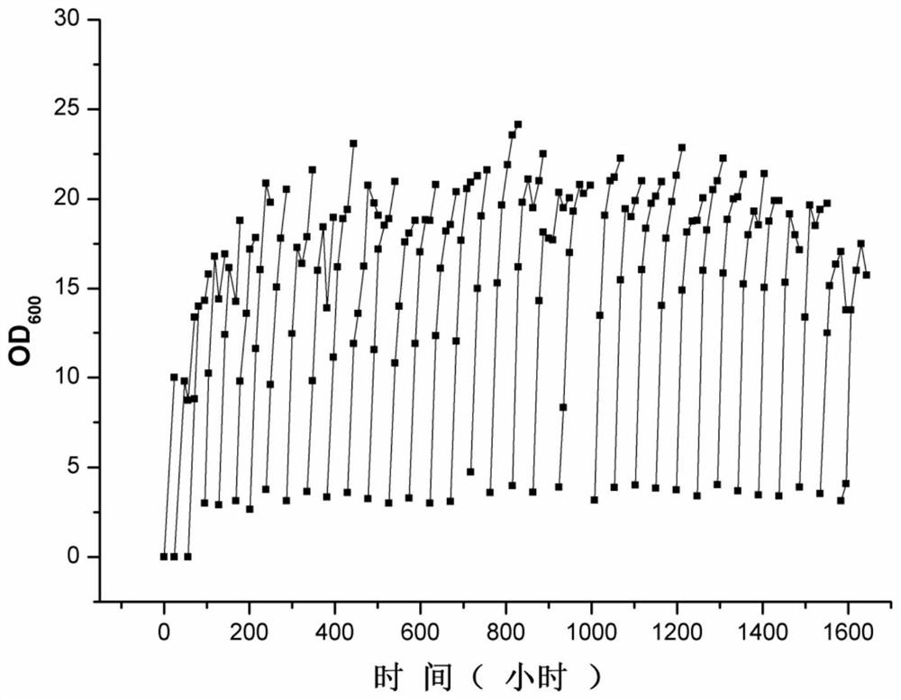 High-glucose-resistant lactic acid production strain and application thereof in D-lactic acid production