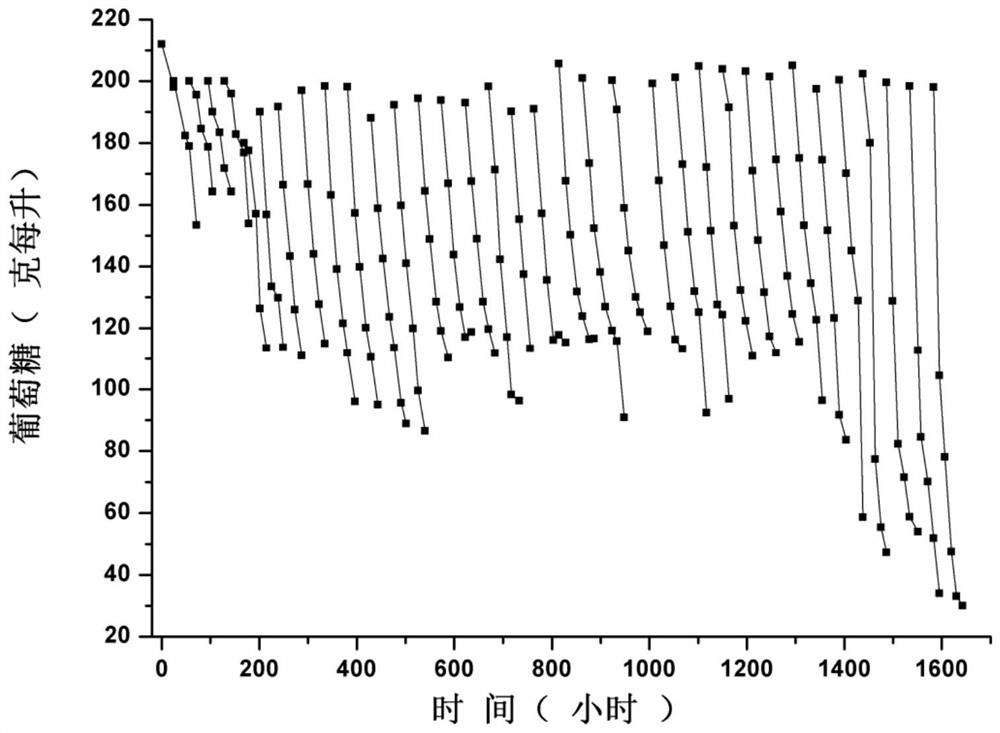 High-glucose-resistant lactic acid production strain and application thereof in D-lactic acid production