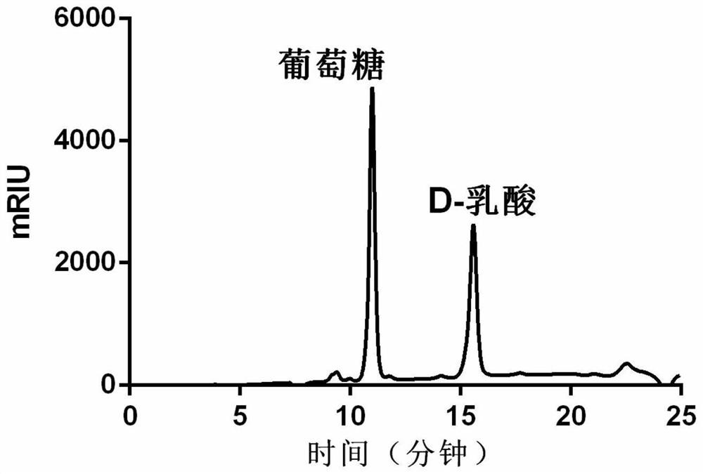 High-glucose-resistant lactic acid production strain and application thereof in D-lactic acid production