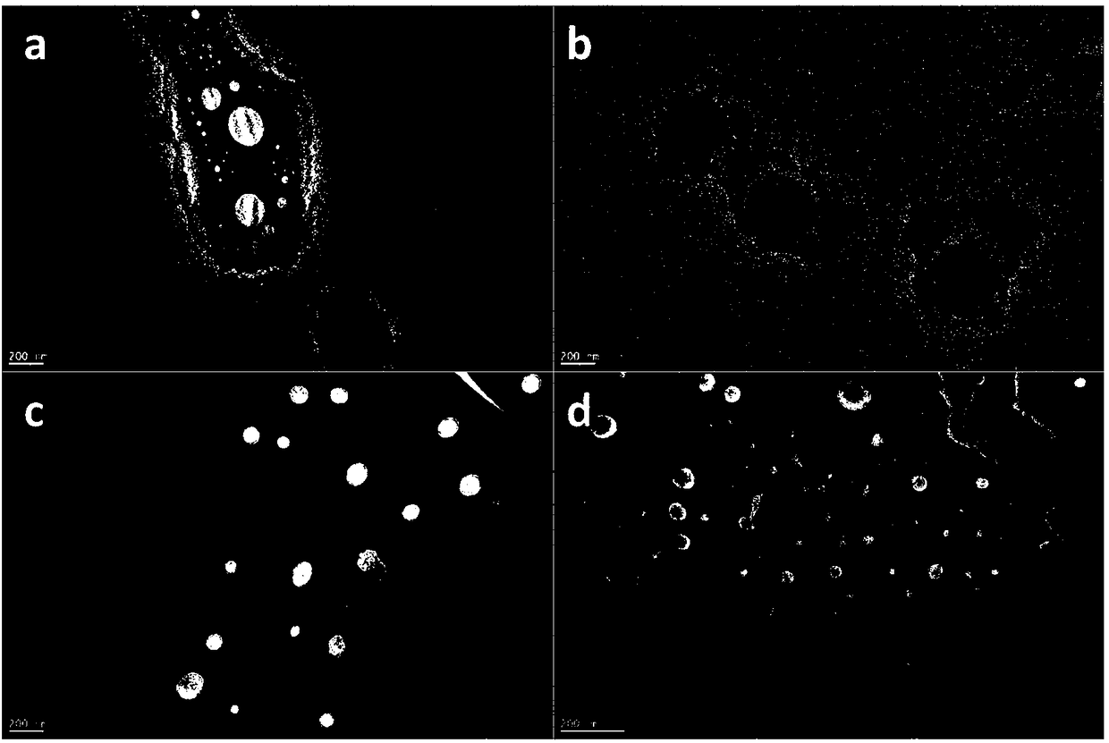 Konjac glucomannan-liposome composite nano food delivery system and preparation method and application thereof