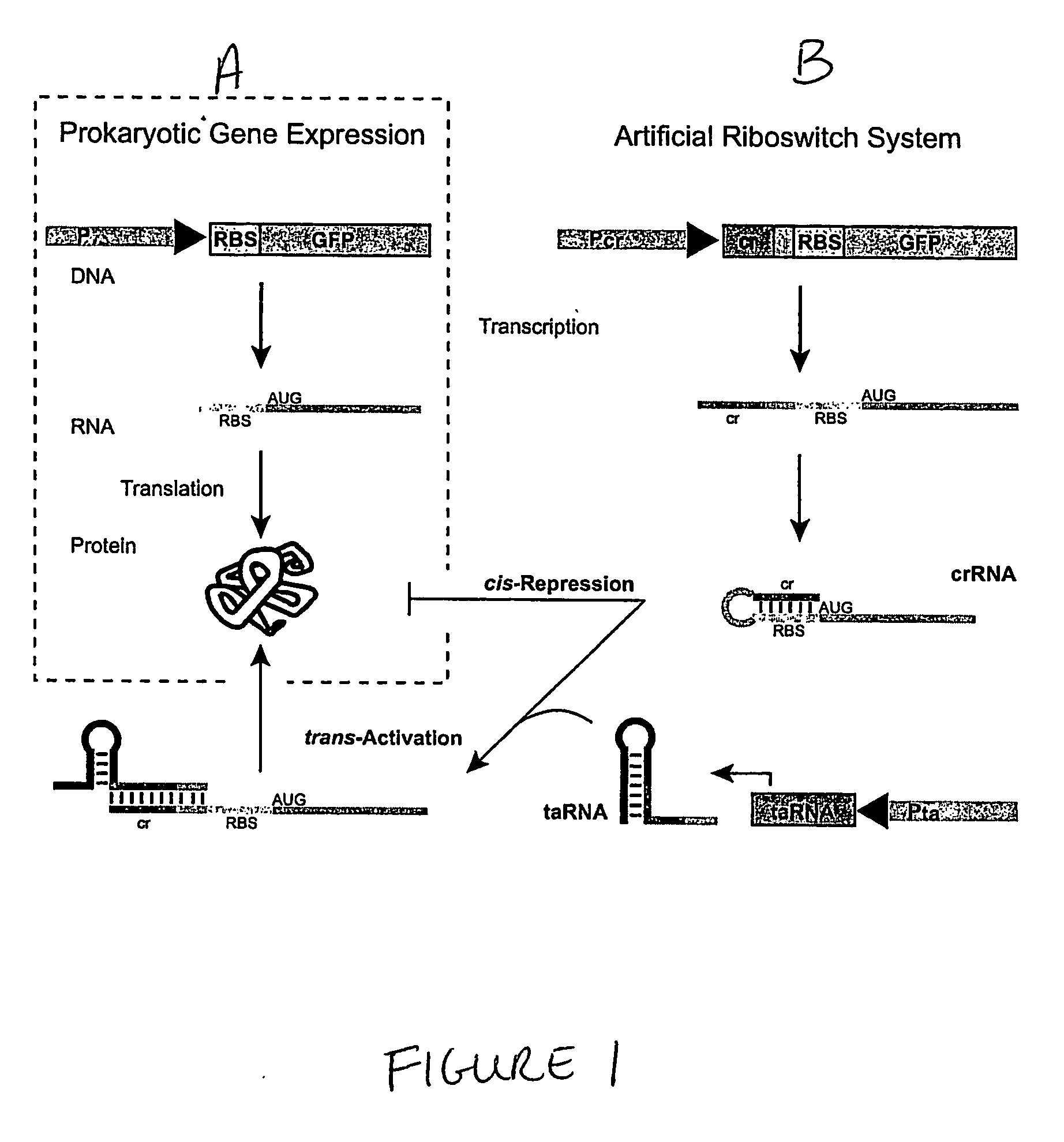 Cis/trans riboregulators