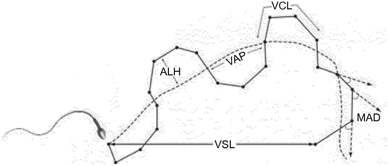 Use of la1-like peptide isolated from maurus palmatus venom as an activator of sperm motility in mammals