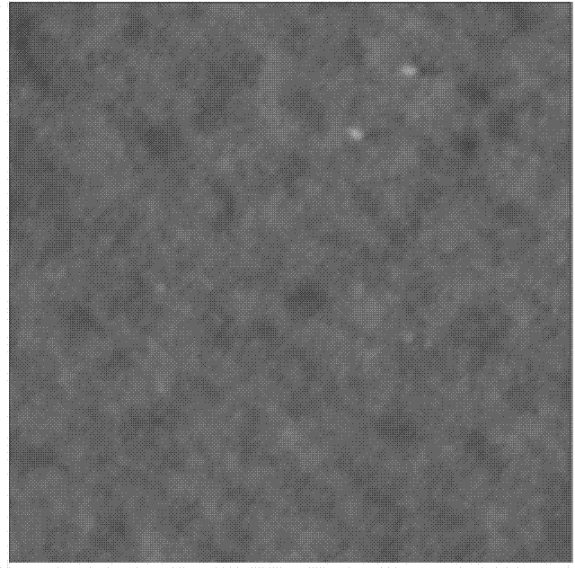 Method for modifying polydimethylsiloxane by hydrophobic coating self-assembly by using ion complementary peptide