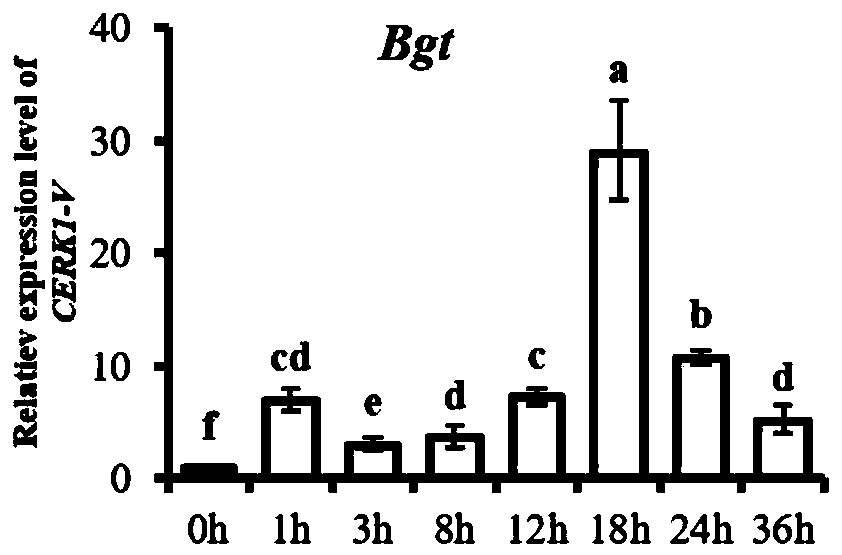 Haynaldia villosa CERK1-V gene, and encoded protein and application thereof