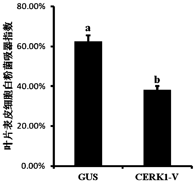 Haynaldia villosa CERK1-V gene, and encoded protein and application thereof