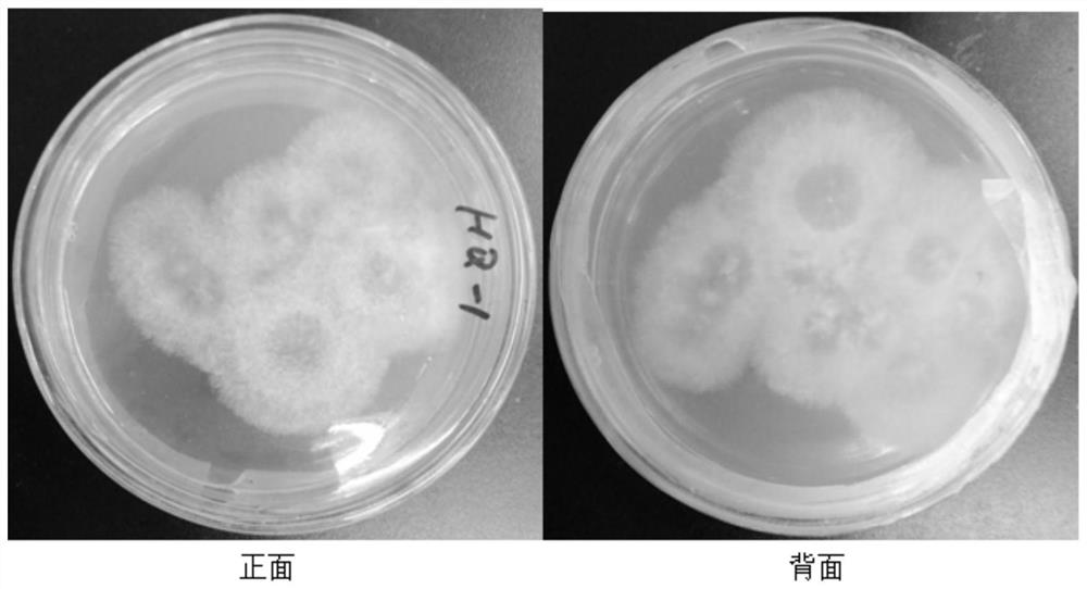 A Strain of Astragalus endophytic Chaetomium sp. HQ-1 and Its Application