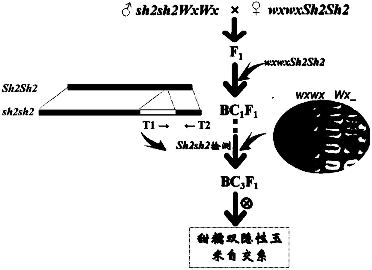 Method for rapidly and accurately breeding sweet and glutinous double recessive corn selfing line