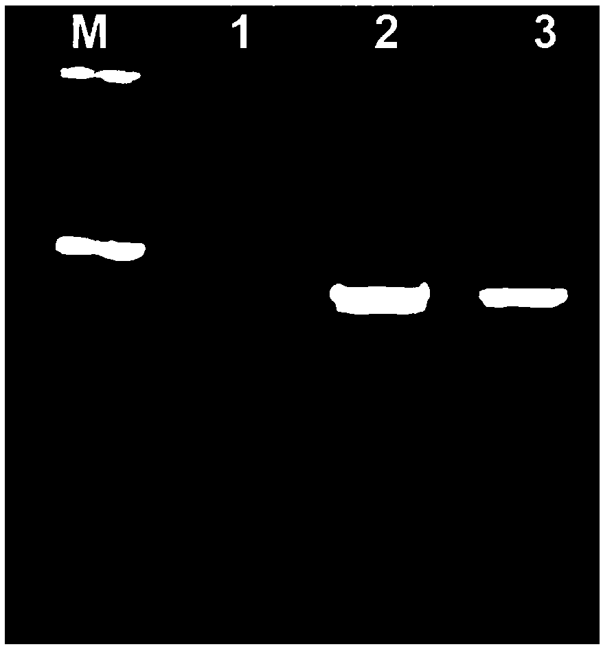 Method for rapidly and accurately breeding sweet and glutinous double recessive corn selfing line