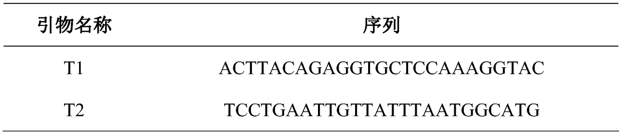 Method for rapidly and accurately breeding sweet and glutinous double recessive corn selfing line