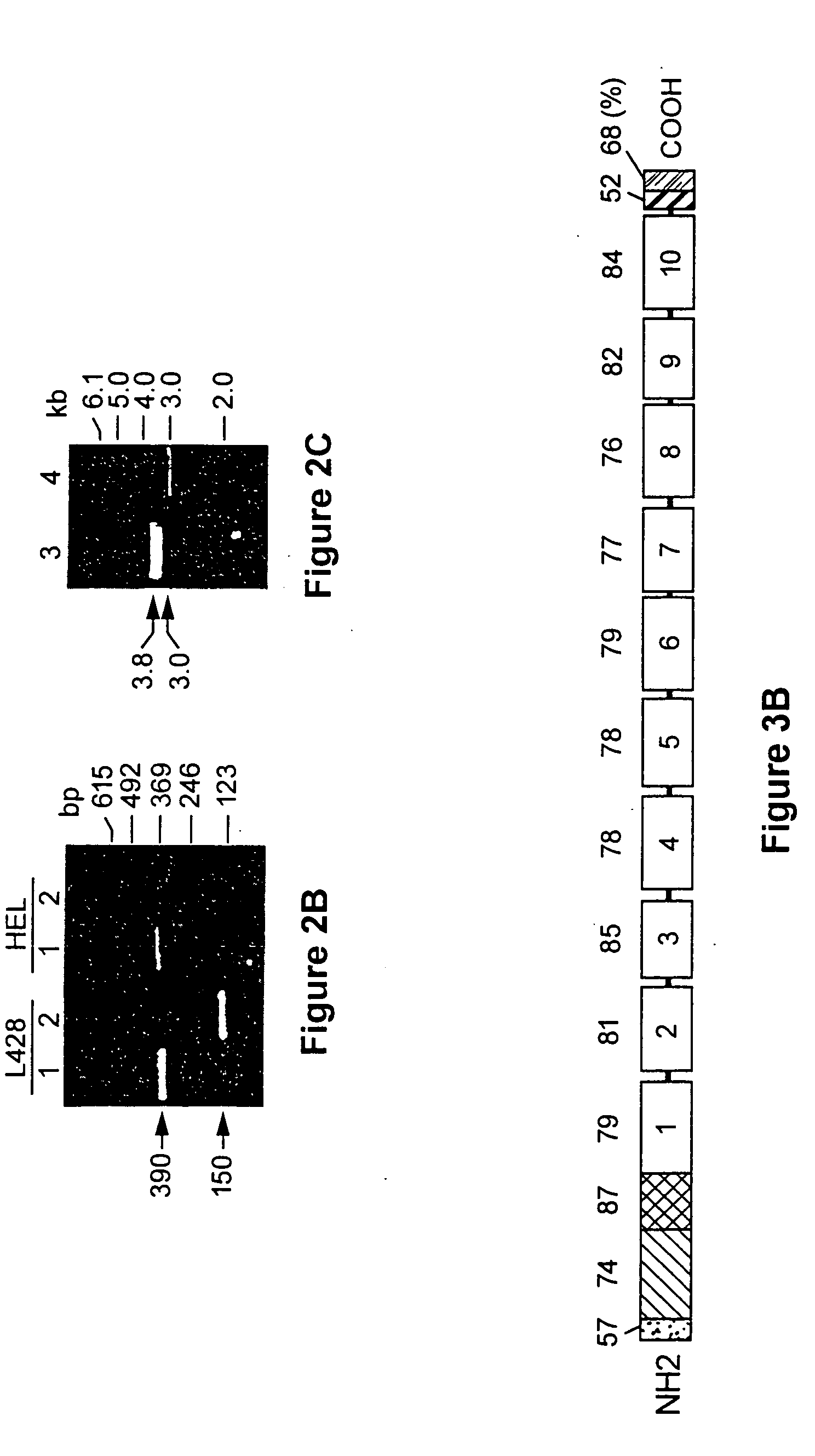 Dendritic cell receptor