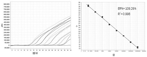 Primer, probe and kit for detecting pneumocystis carinii and toxoplasma gondii and detection method thereof