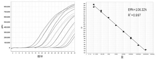 Primer, probe and kit for detecting pneumocystis carinii and toxoplasma gondii and detection method thereof