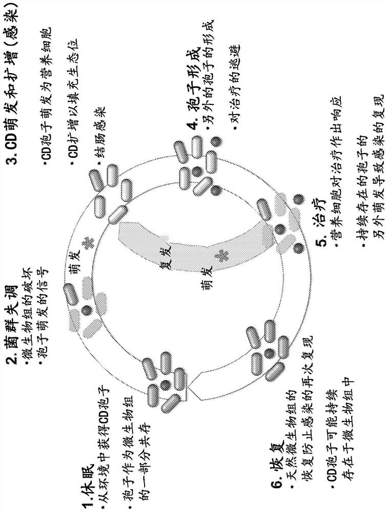 Engineered flora disorder sensing probiotics for clostridium difficile infection and recurrent infection management