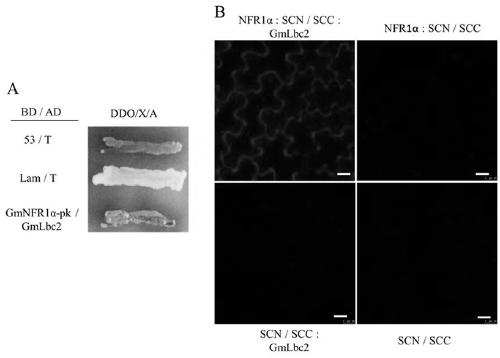 Leghemoglobin GmLbc2 gene involved in symbiotic nodulation of leguminous plants and its application