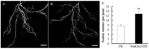 Leghemoglobin GmLbc2 gene involved in symbiotic nodulation of leguminous plants and its application