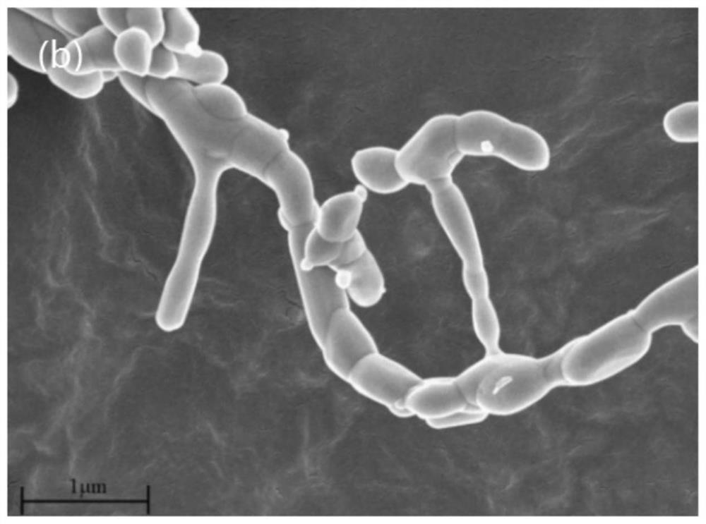 Perovskite type medium-temperature solid oxide fuel cell nanofiber cathode material and preparation method thereof