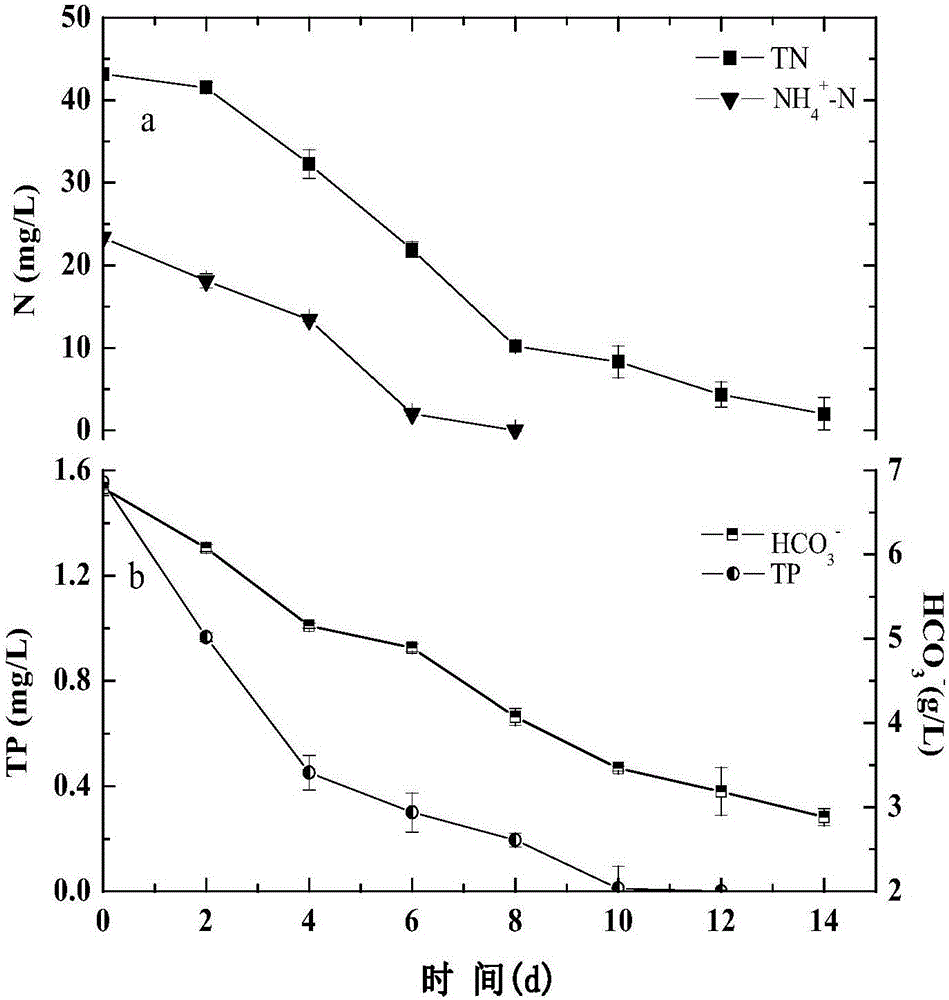 High density microalgae culture method in membrane photobioreactor using municipal wastewater