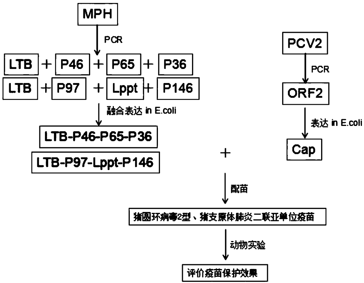 Porcine circovirus-mycoplasma pneumonia duplex subunit vaccine and preparation method thereof