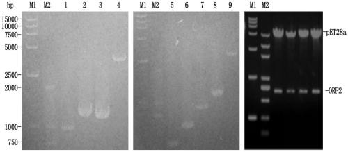 Porcine circovirus-mycoplasma pneumonia duplex subunit vaccine and preparation method thereof