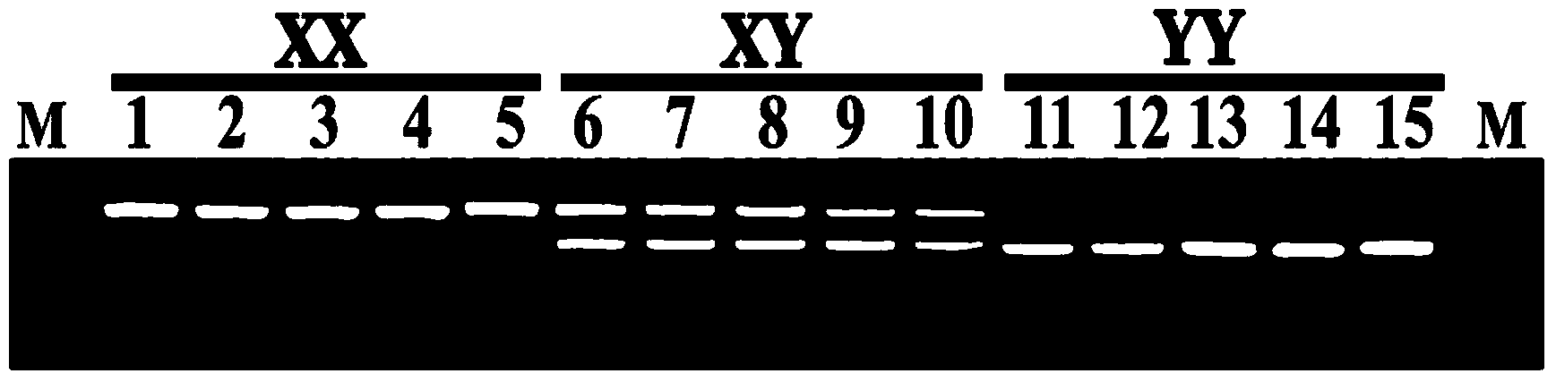 X-chromosome specific molecular marker of Nile tilapia