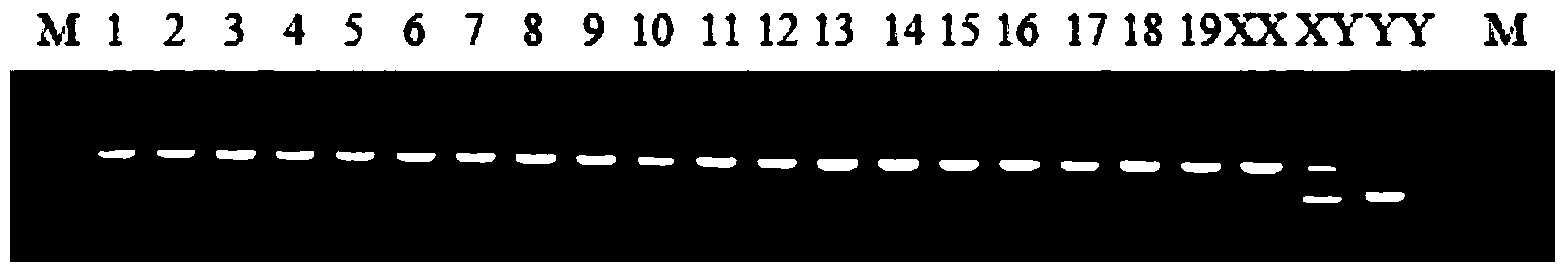 X-chromosome specific molecular marker of Nile tilapia