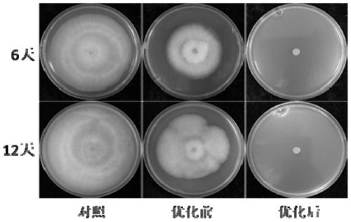 A kind of bacillus subtilis bs01, its bacterial agent and its application in inhibiting postharvest pathogenic bacteria of fruits