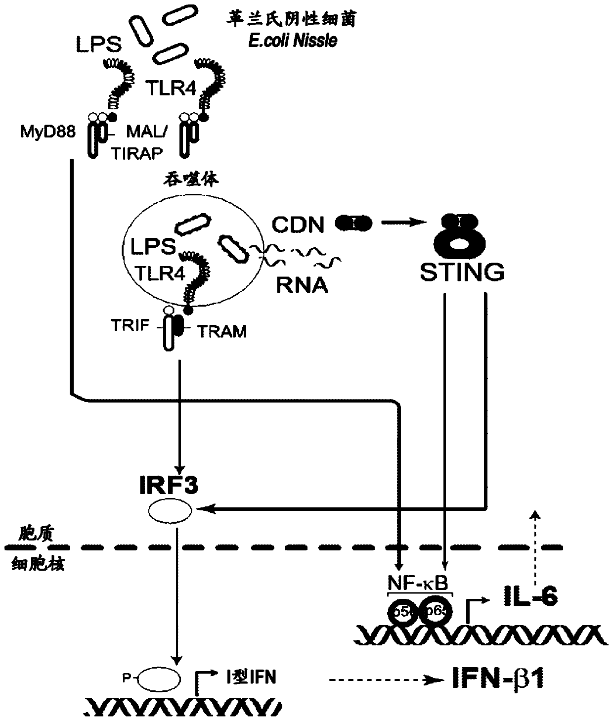 Microorganisms programmed to produce immune modulators and anti-cancer therapeutics in tumor cells