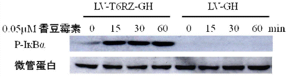 Fusion protein capable of activating tumor necrosis factor (TNF) receptor-associated factor 6 (TRAF6) signal path in targeted mode, recombinant vector and application of recombinant vector