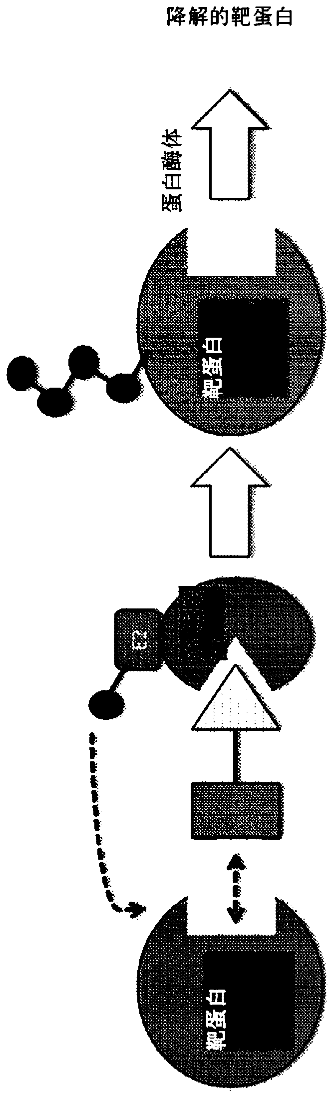 Modulators of estrogen receptor proteolysis and associated methods of use